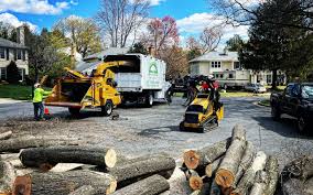 Best Fruit Tree Pruning  in Morristown, NJ