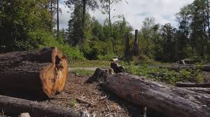Best Tree Mulching  in Morristown, NJ