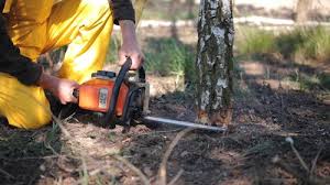 Best Seasonal Cleanup (Spring/Fall)  in Morristown, NJ