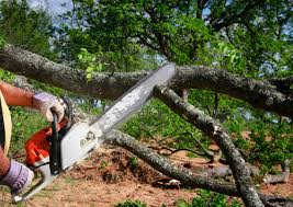 Best Commercial Tree Services  in Morristown, NJ
