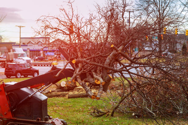Best Tree Trimming and Pruning  in Morristown, NJ