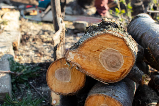 How Our Tree Care Process Works  in  Morristown, NJ