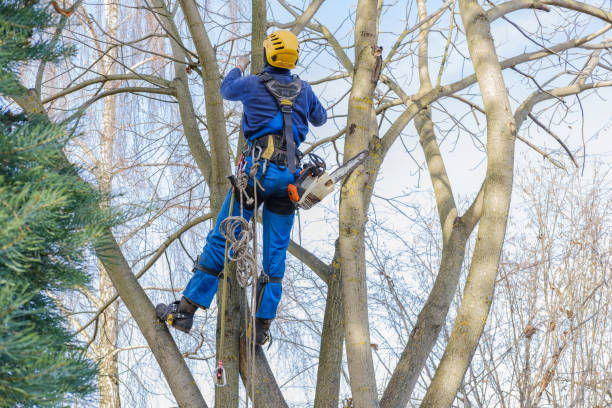 Best Hazardous Tree Removal  in Morristown, NJ